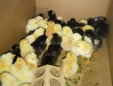 Продаю циплят бройлеры 49 шт