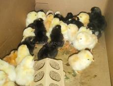 Продаю циплят бройлеры 49 шт