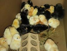 Продаю циплят бройлеры 49 шт