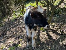 Бычок возможен торг