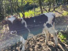 Бычок возможен торг