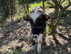 Бычок возможен торг