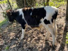 Бычок возможен торг