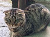 Отдам в хорошие руки 