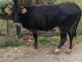 Продаётся корова