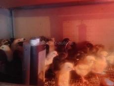 Продаю 1- месячных цыплят,Вакцинированные  здоровые и  Активные