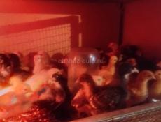 Продаю цыплят🐣  1- месячных  Вакцинированные и активные .