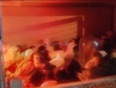Продаю цыплят🐣  1- месячных  Вакцинированные и активные .