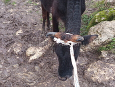 Тёлка и Лошади 