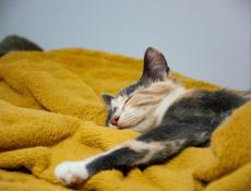 Покрывало одеяло 