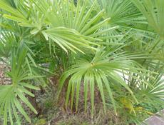 Продаю пальмы 