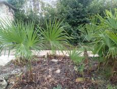 Продаю пальмы 