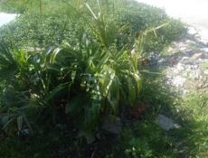 Продаю пальмы 