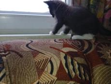 Дарю котёнка.