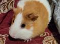 Морская Свинка