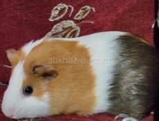 Морская Свинка