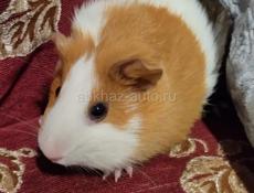 Морская Свинка