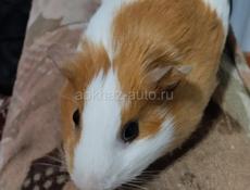 Морская Свинка