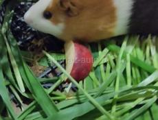 Морская Свинка