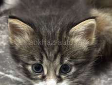 Отдадим красивую кошку