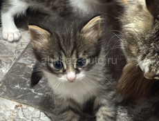 Отдадим красивую кошку