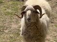Продам барана 