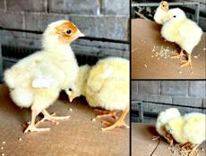 Продам цыплят! 