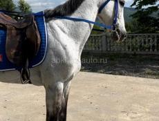 Англо арабский мерин 9 лет шустры обученный все ноги даёт учасвывал в конкуре есть пару первых мест цена 120т без торга просто так не звонить всё тут написал +79407778022