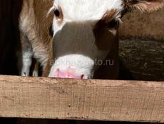 Продается теленок