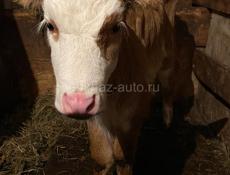 Продается теленок
