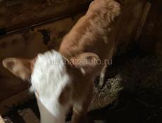 Продается теленок