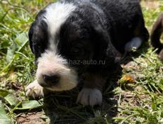 ОТДАМ ЩЕНКОВ