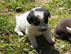 ОТДАМ ЩЕНКОВ