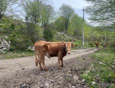 Продаю бык 165 кг цена 100₽ 