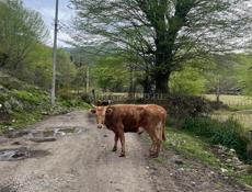 Продаю бык 165 кг цена 100₽ 