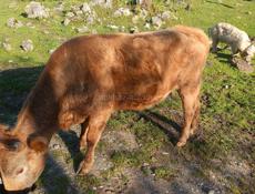 Продаю бык 165 кг цена 100₽ 