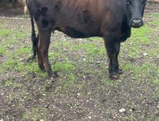 Продается Корова 