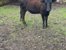 Продается Корова 