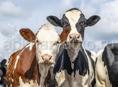 Продаётся две коровы (стельные)