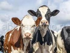 Продаётся две коровы (стельные)