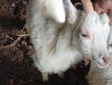 Козы маленькие и большие.