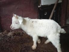 Козы маленькие и большие.