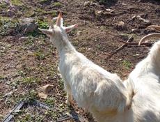 Козы маленькие и большие.