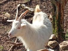 Козы маленькие и большие.