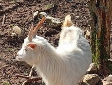 Козы маленькие и большие.