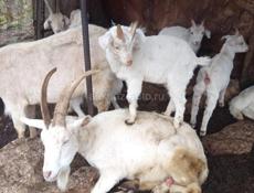 Козы маленькие и большие.