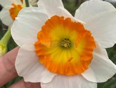 На летний период сниму квартиру 