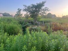 Мачарка.Срочно!!