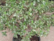 Денежное дерево 