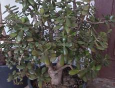 Денежное дерево 